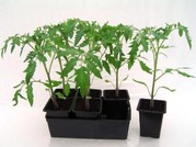 Plants de 6 coeurs de boeuf assorties