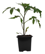 Plant de tomate