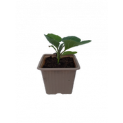 Plant d'aubergine noire ou blanche