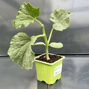 Plant de cornichon