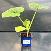 Plant de courgette longue verte ou jaune