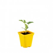 Plant de pastèque
