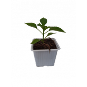 Plant de poivron