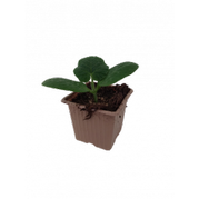 Plant de potimarron