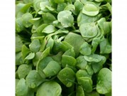 Pourpier Claytonia